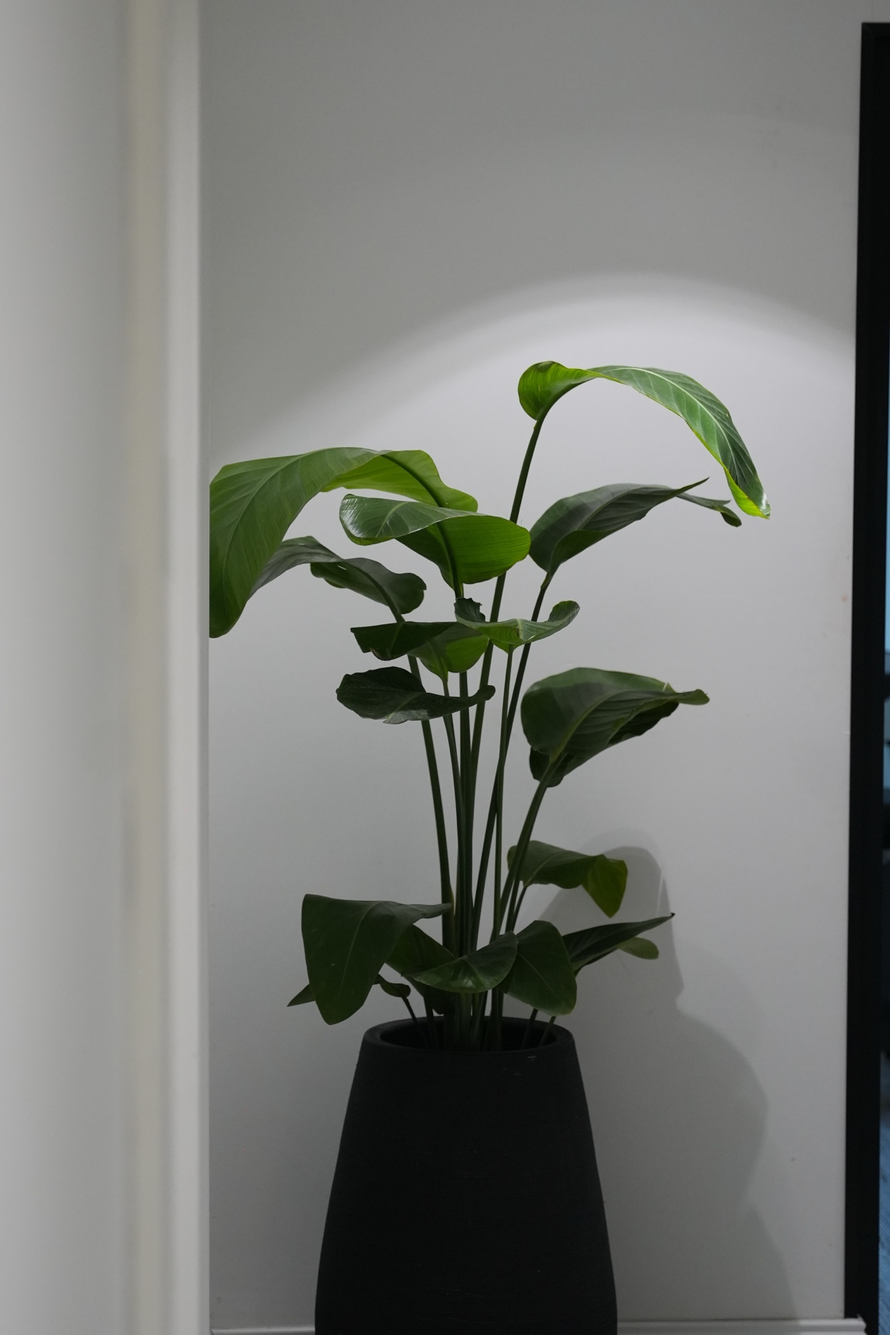 Dental Implants Before After - Patient 2